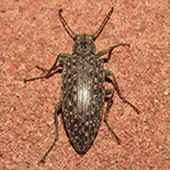 Imatismus species